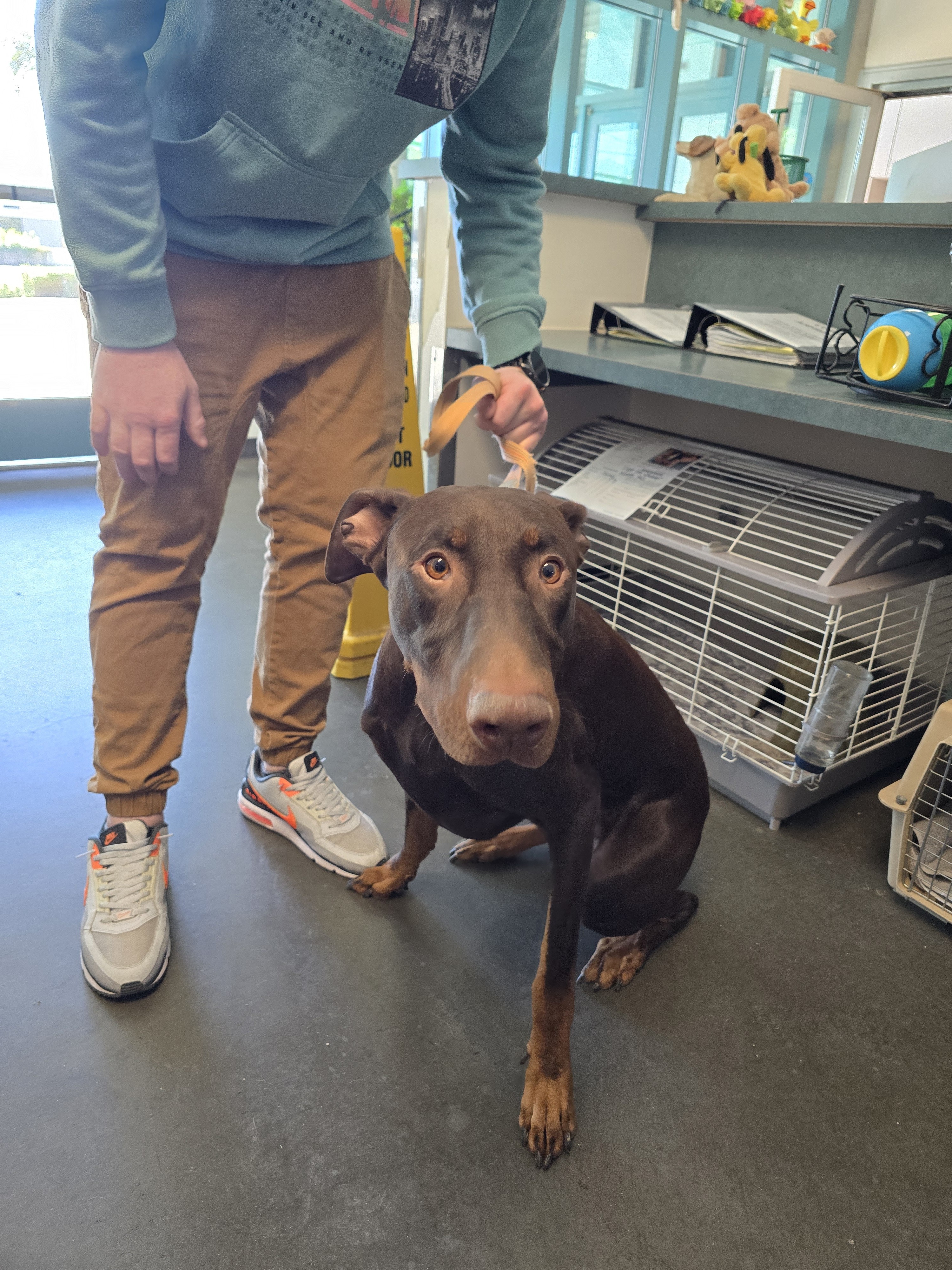 Shelter Stray Male Dog last seen , West Valley Animal Shelter, 20655 Plummer St, Chatsworth, CA 91311, USA