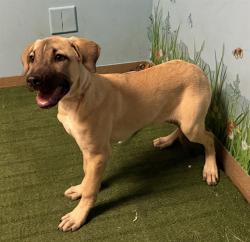 Shelter Stray Female Dog last seen , 38550 Sierra Hwy, Palmdale, CA 93550, USA