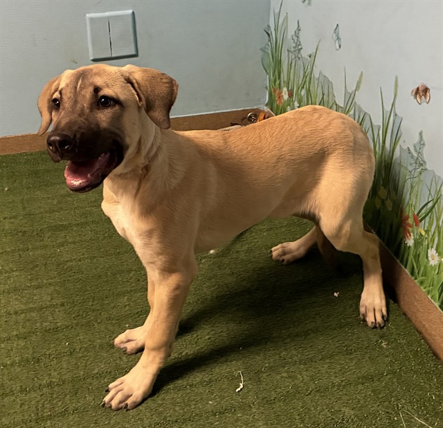 Shelter Stray Female Dog last seen , 38550 Sierra Hwy, Palmdale, CA 93550, USA