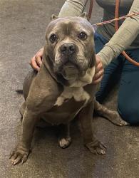 Shelter Stray Male Dog last seen FRUITRIDGE RD & 24TH ST, 2127 Front St, Sacramento, CA 95818, USA