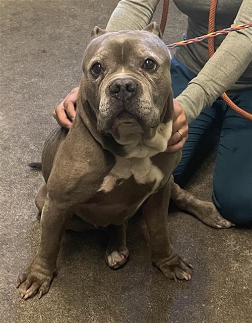 Shelter Stray Male Dog last seen FRUITRIDGE RD & 24TH ST, 2127 Front St, Sacramento, CA 95818, USA