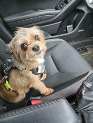 Lost Female Dog last seen 141st pl ne marysville, Marysville, WA 98271