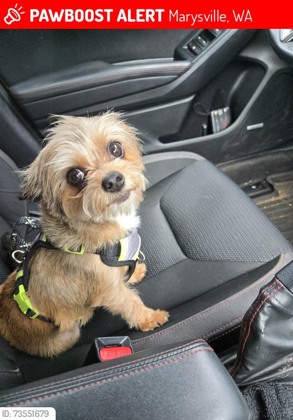 Lost Female Dog last seen 141st pl ne marysville, Marysville, WA 98271