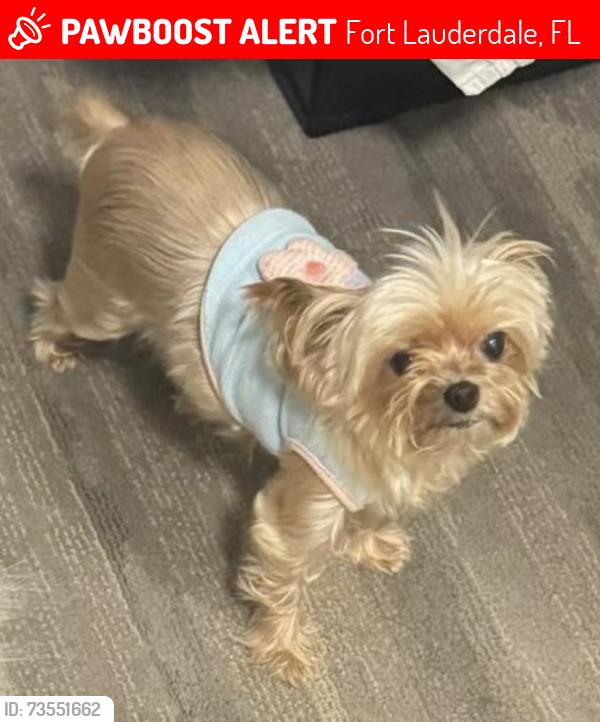 Lost Female Dog last seen Near NE 5th ave, Fort Lauderdale, FL 33304