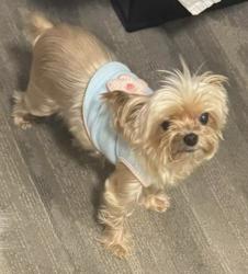 Lost Female Dog last seen Near NE 5th ave, Fort Lauderdale, FL 33304
