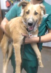 Shelter Stray Male Dog last seen 15TH AVE AND ROESER RD, 2500 S 27th Ave, Phoenix, AZ 85009, USA