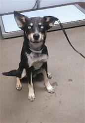 Shelter Stray Male Dog last seen 107TH AVE AND VAN BUREN ST, 2500 S 27th Ave, Phoenix, AZ 85009, USA