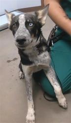 Shelter Stray Male Dog last seen 107TH AVE AND VAN BUREN ST, 2500 S 27th Ave, Phoenix, AZ 85009, USA