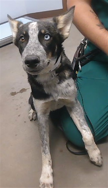 Shelter Stray Male Dog last seen 107TH AVE AND VAN BUREN ST, 2500 S 27th Ave, Phoenix, AZ 85009, USA