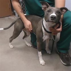 Shelter Stray Female Dog last seen 33RD AVE AND PEORIA AVE, 2500 S 27th Ave, Phoenix, AZ 85009, USA