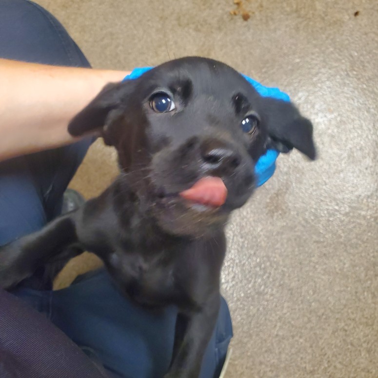 Shelter Stray Female Dog last seen Near BLOCK N MINNEAPOLIS AVE, WICHITA KS 67214, 3303 N Hillside St, Wichita, KS 67219, USA