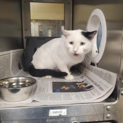 Shelter Stray Male Cat last seen Near BLOCK W 30TH ST S, WICHITA KS 67217, 3303 N Hillside St, Wichita, KS 67219, USA