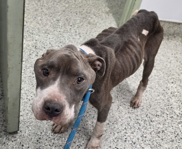 Shelter Stray Male Dog last seen Near BLOCK BURDENO ST. DETROIT 48207, 1431 E Ferry St, Detroit, MI 48211, USA