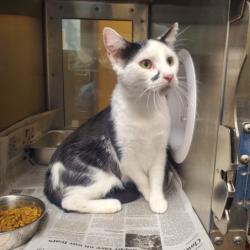 Shelter Stray Female Cat last seen Near BLOCK W 30TH ST S, WICHITA KS 67217, 3303 N Hillside St, Wichita, KS 67219, USA