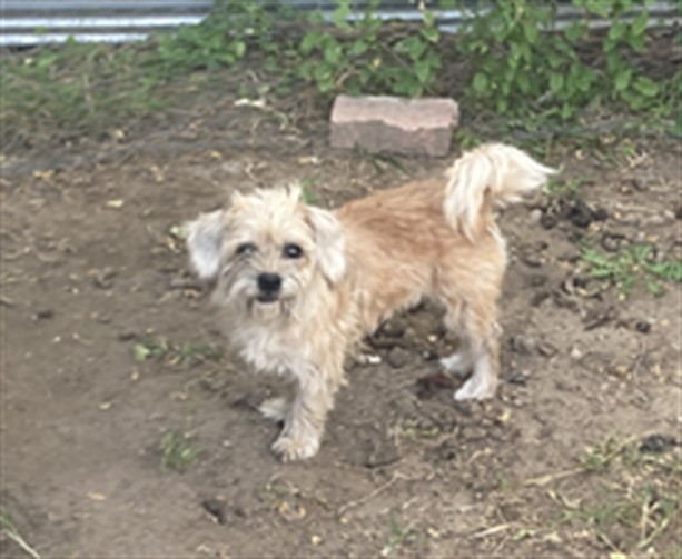 Shelter Stray Female Dog last seen Near BLOCK W 31ST ST S, WICHITA KS 67217, 3303 N Hillside St, Wichita, KS 67219, USA