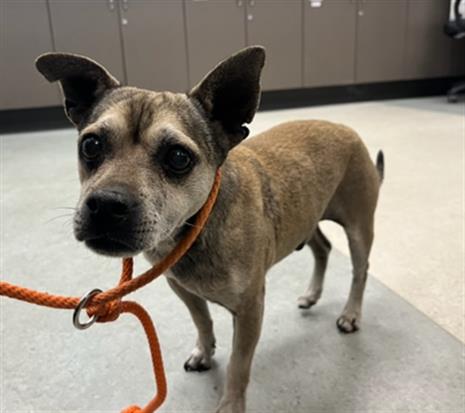 Shelter Stray Male Dog last seen , 14409 Vanowen St, Van Nuys, CA 91405, USA