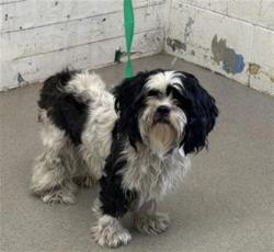 Shelter Stray Female Dog last seen HERITAGE LN X JACKSON RD, 333 Chandler Pl, San Bernardino, CA 92408, USA