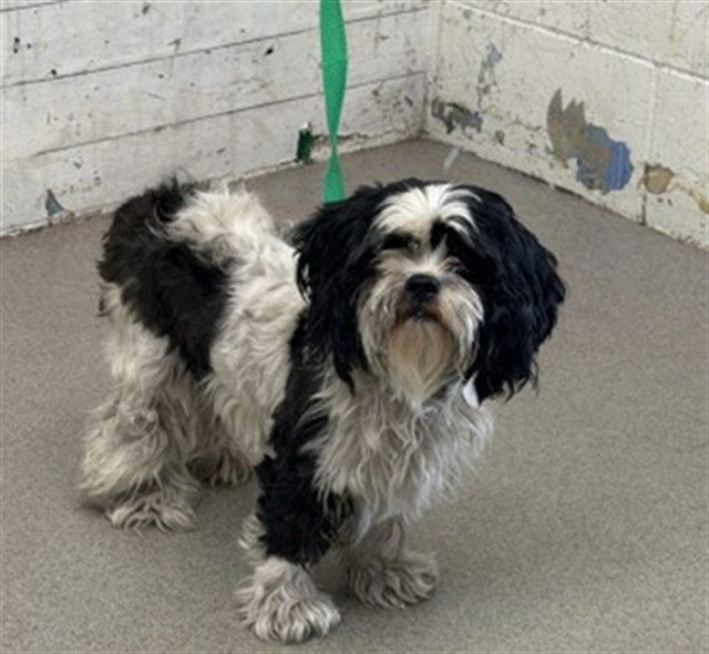 Shelter Stray Female Dog last seen HERITAGE LN X JACKSON RD, 333 Chandler Pl, San Bernardino, CA 92408, USA