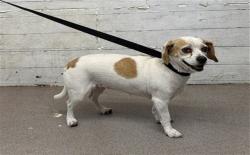 Shelter Stray Female Dog last seen HERITAGE LN X JACKSON RD, 333 Chandler Pl, San Bernardino, CA 92408, USA