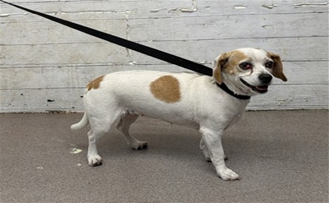 Shelter Stray Female Dog last seen HERITAGE LN X JACKSON RD, 333 Chandler Pl, San Bernardino, CA 92408, USA