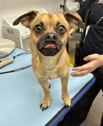Shelter Stray Male Dog last seen CHANDLER HEIGHTS RD AND ELLSWORTH RD, 1920 S Lewis, Mesa, AZ 85210, USA