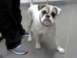 Shelter Stray Male Dog last seen MAIN ST AND HOBSON, 1920 S Lewis, Mesa, AZ 85210, USA