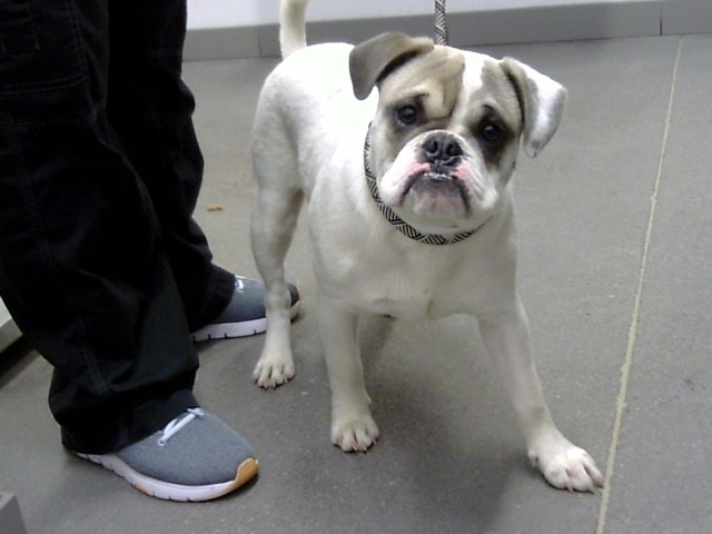 Shelter Stray Male Dog last seen MAIN ST AND HOBSON, 1920 S Lewis, Mesa, AZ 85210, USA