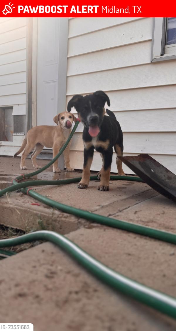 Lost Unknown Dog last seen Midland Christian, Midland, TX 79705
