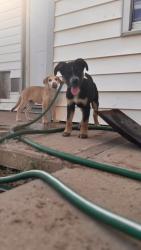 Lost Unknown Dog last seen Midland Christian, Midland, TX 79705