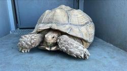 Shelter Stray Female Other last seen , 4275 Elton St, Baldwin Park, CA 91706, USA