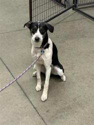 Shelter Stray Female Dog last seen Near BLOCK E BELMONT AVE, FRESNO CA 93701 2037, 5277 E Airways Blvd, Fresno, CA 93727, USA