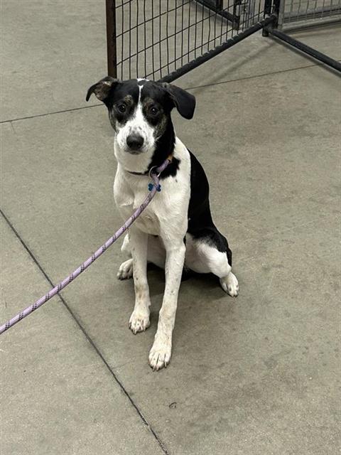 Shelter Stray Female Dog last seen Near BLOCK E BELMONT AVE, FRESNO CA 93701 2037, 5277 E Airways Blvd, Fresno, CA 93727, USA