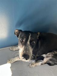 Shelter Stray Female Dog last seen Near BLOCK E BELMONT AVE, FRESNO CA 93701 2037, 5277 E Airways Blvd, Fresno, CA 93727, USA