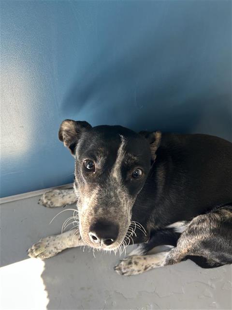 Shelter Stray Female Dog last seen Near BLOCK E BELMONT AVE, FRESNO CA 93701 2037, 5277 E Airways Blvd, Fresno, CA 93727, USA
