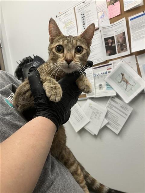 Shelter Stray Female Cat last seen Near BLOCK W PONTIAC WAY, FRESNO CA 93705 2446, 5277 E Airways Blvd, Fresno, CA 93727, USA