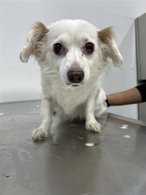 Shelter Stray Female Dog last seen Near BLOCK N EMERSON AVE, FRESNO CA 93705 1617, 5277 E Airways Blvd, Fresno, CA 93727, USA