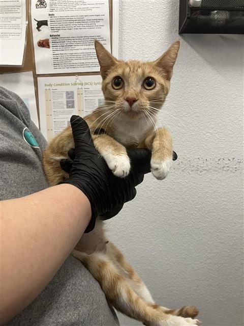 Shelter Stray Female Cat last seen Near BLOCK W PONTIAC WAY, FRESNO CA 93705 2446, 5277 E Airways Blvd, Fresno, CA 93727, USA