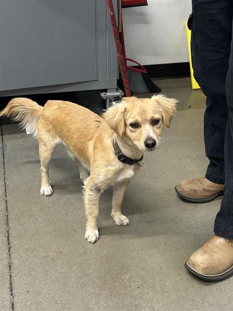 Shelter Stray Male Dog last seen Near BLOCK E OLIVE AVE, FRESNO CA 93728 3725, 5277 E Airways Blvd, Fresno, CA 93727, USA