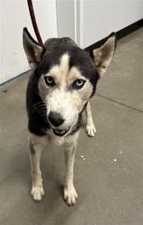 Shelter Stray Male Dog last seen Near BLOCK E BELMONT AVE, FRESNO CA 93702 2649, 5277 E Airways Blvd, Fresno, CA 93727, USA