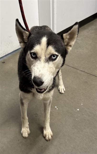 Shelter Stray Male Dog last seen Near BLOCK E BELMONT AVE, FRESNO CA 93702 2649, 5277 E Airways Blvd, Fresno, CA 93727, USA