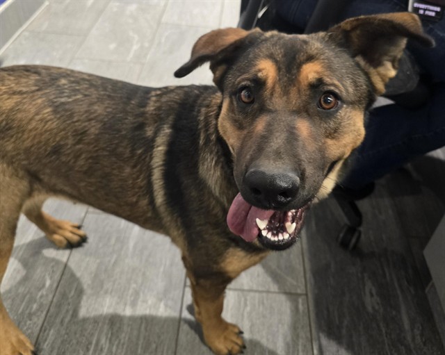 Shelter Stray Female Dog last seen Near BLOCK E COLFAX AVE, AURORA CO 80011, 2080 S Quebec St, Denver, CO 80231, USA