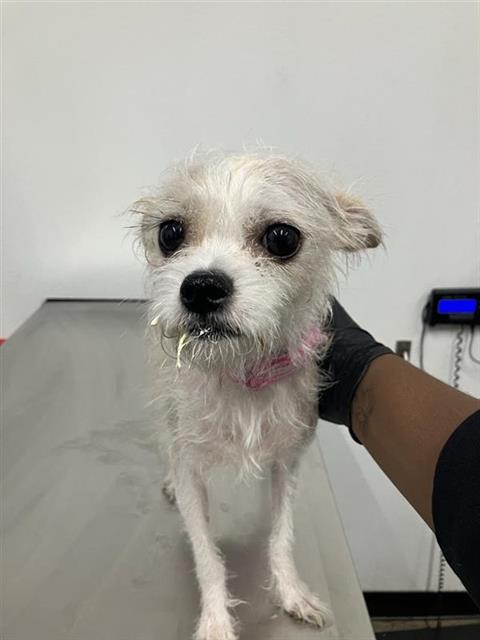 Shelter Stray Female Dog last seen Near BLOCK E LANE AVE, FRESNO CA 93727 3836, 5277 E Airways Blvd, Fresno, CA 93727, USA