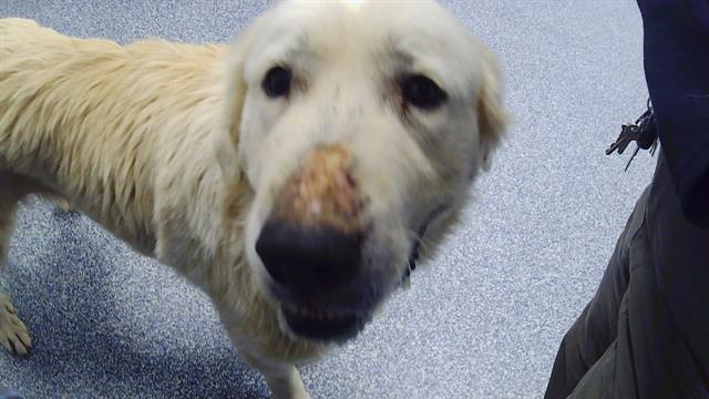Shelter Stray Female Dog last seen CHARLOTTE, 8315 Byrum Dr, Charlotte, NC 28217, USA