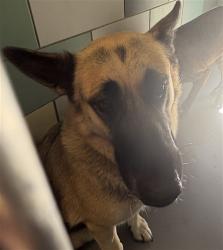 Shelter Stray Female Dog last seen STANFORD AVE, HEMET, CA, 581 S Grand Ave, San Jacinto, CA 92582, USA
