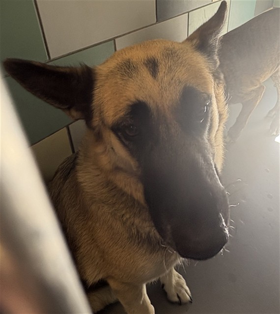 Shelter Stray Female Dog last seen STANFORD AVE, HEMET, CA, 581 S Grand Ave, San Jacinto, CA 92582, USA