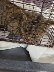 Shelter Stray Unknown Cat last seen Near BLOCK ARTHUR ST, HOLLYWOOD FL 33021, 2400 SW 42nd St, Fort Lauderdale, FL 33312, USA