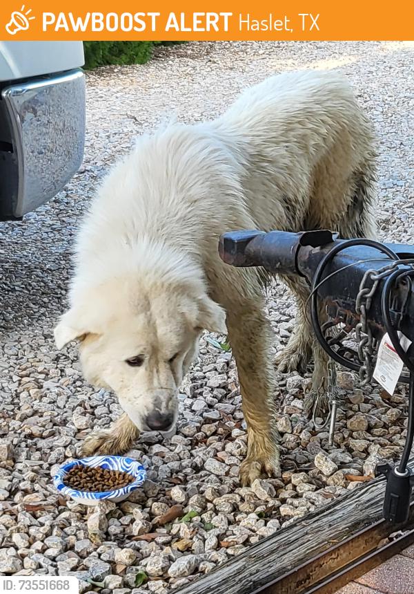 Found/Stray Unknown Dog last seen Near and Bonds Ranch, Haslet, TX 76052