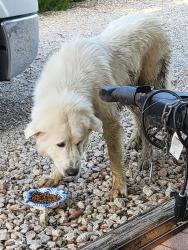 Found/Stray Unknown Dog last seen Near and Bonds Ranch, Haslet, TX 76052