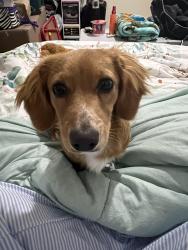 Lost Male Dog last seen Taylor park, Midland, TX 79701