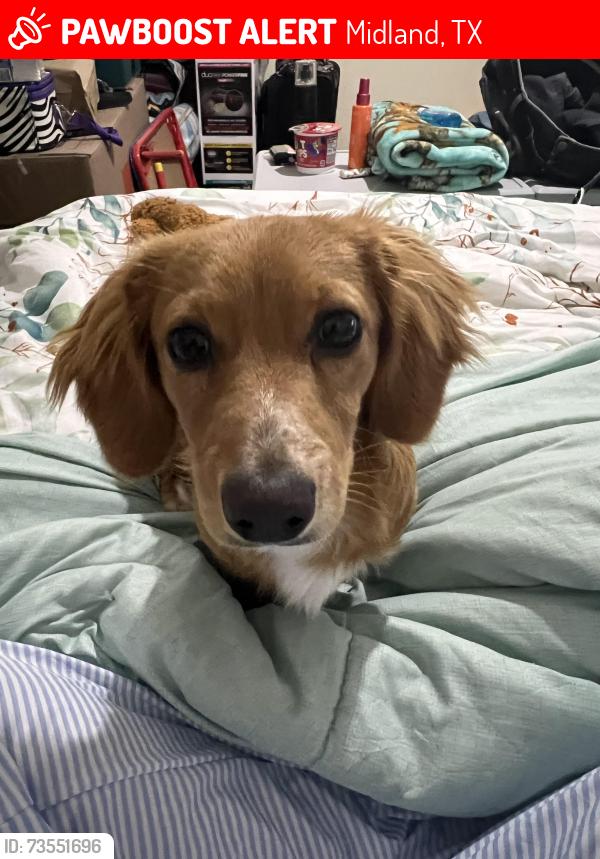 Lost Male Dog last seen Taylor park, Midland, TX 79701